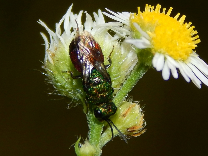 Chrysididae: Hedychrum cfr. niemelai m. (foto 1 e 2) e H. rutilans m. e f. (3 e 4)